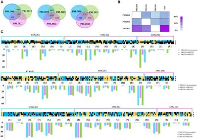 Molecular cross-talk among human intestinal bifidobacteria as explored by a human gut model